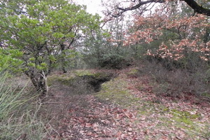 Tomba estruca nei boschi del Castello di Grotti