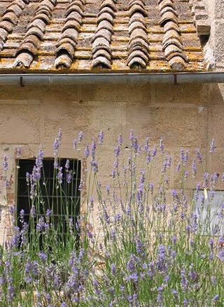 un ciuffo di lavanda nel giardino del podere Certino a Grotti Alto