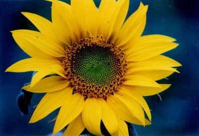 Fiore di girasole, coltura tipica della zona di Saturnia, nella Maremma toscana