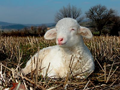 Ovini di razza Vissana che si allevano nei pascoli incontaminati intorno al nostro agriturismo in Toscana