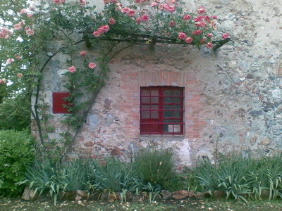 una pianta di rose sulla facciata a ponente della Casa del fabbro a Orgia - Sovicille - Siena